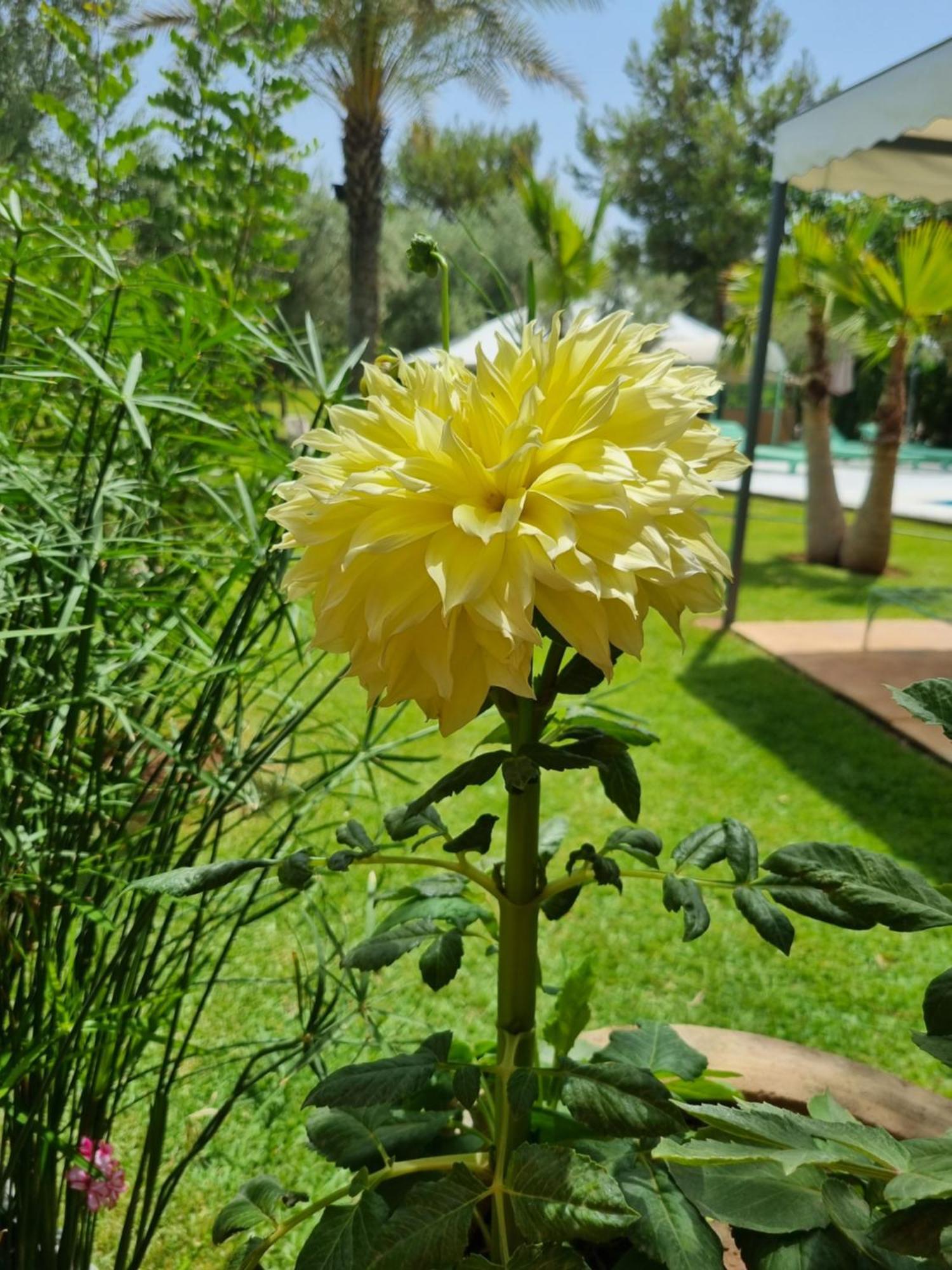 Riad Les Deux Citronniers Маракеш Стая снимка