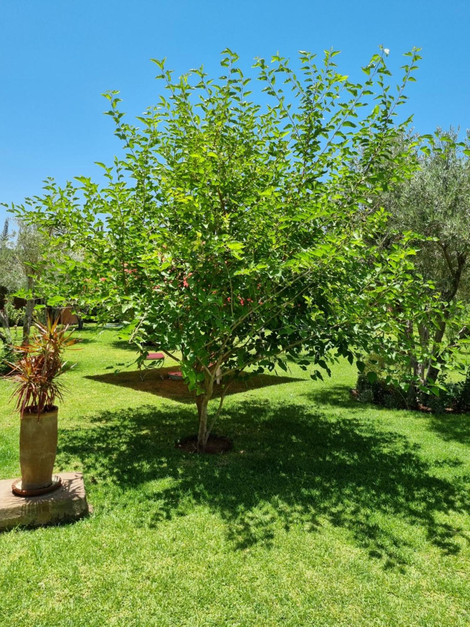 Riad Les Deux Citronniers Маракеш Стая снимка